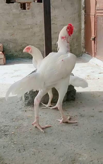 Heera Aseel murga Patha ( 03204661930 )