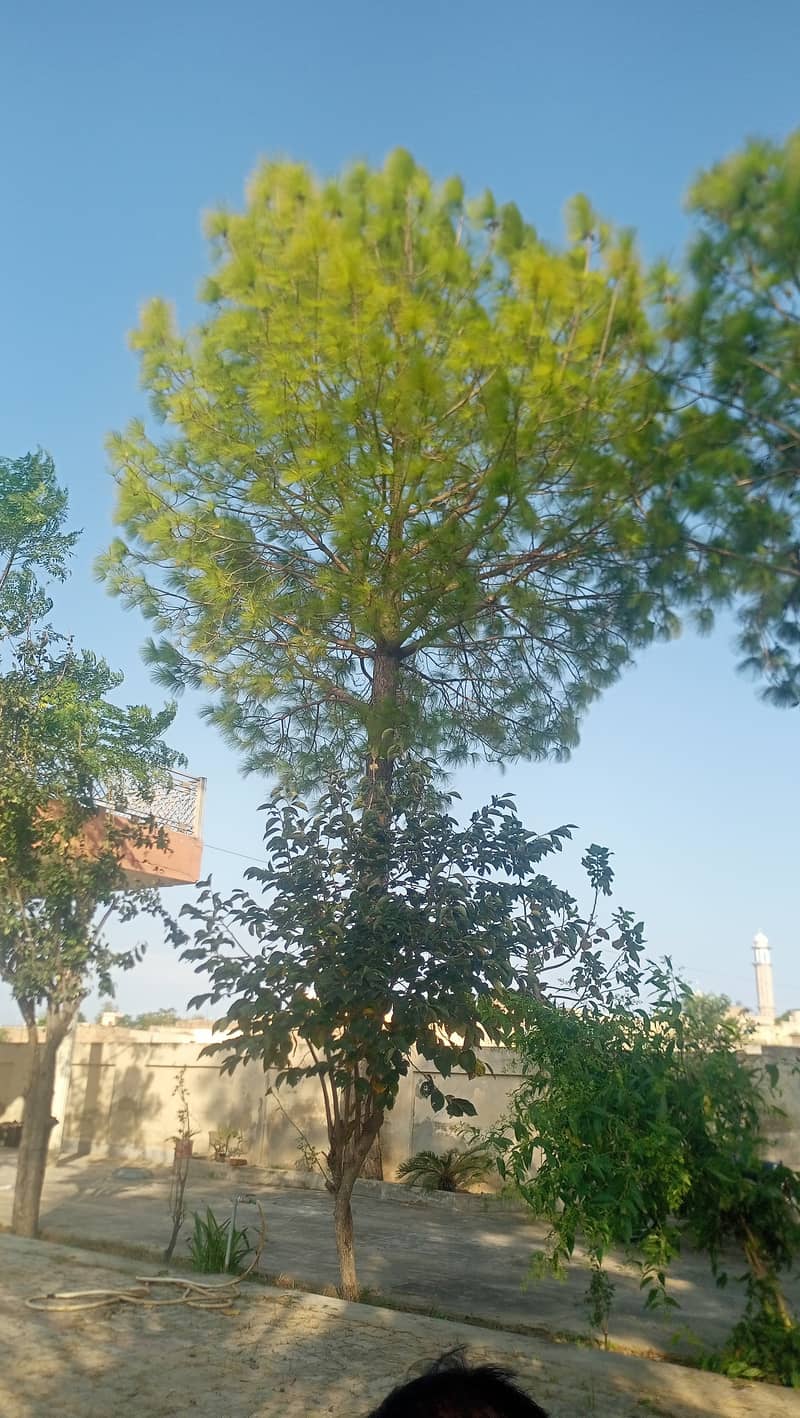Pine trees / چیڑ کا درخت 6 0
