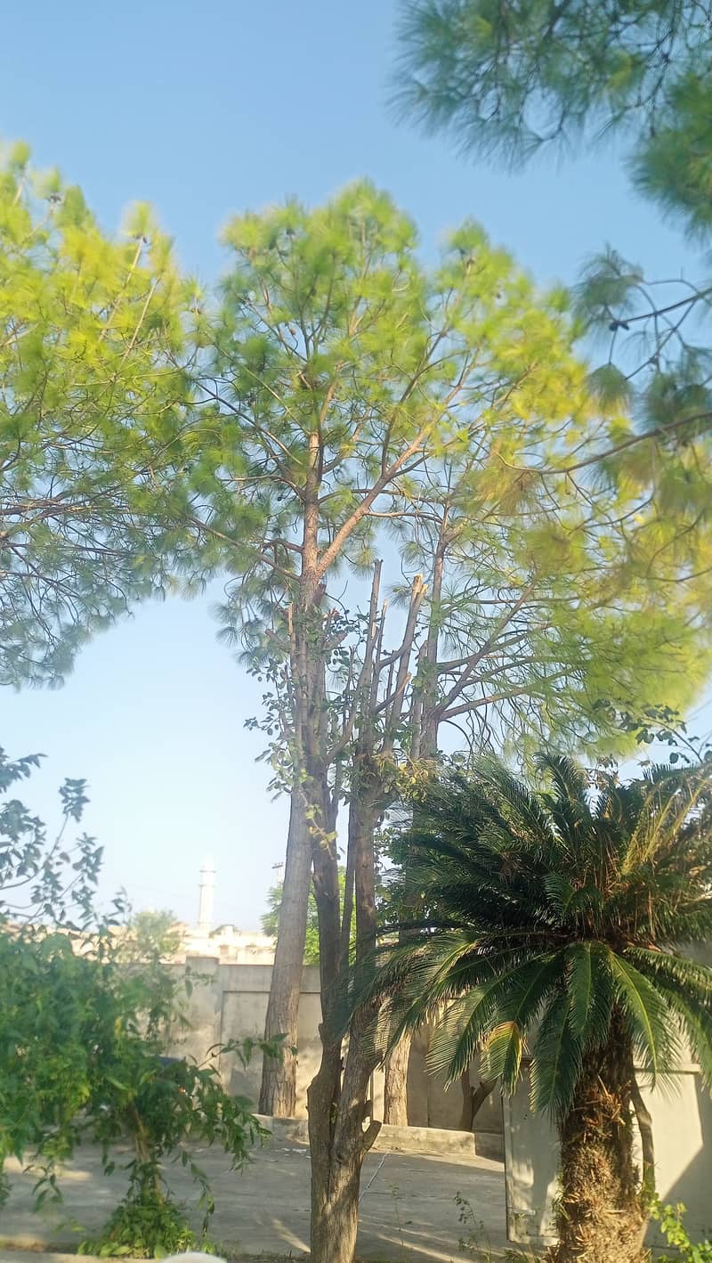 Pine trees / چیڑ کا درخت 6 1