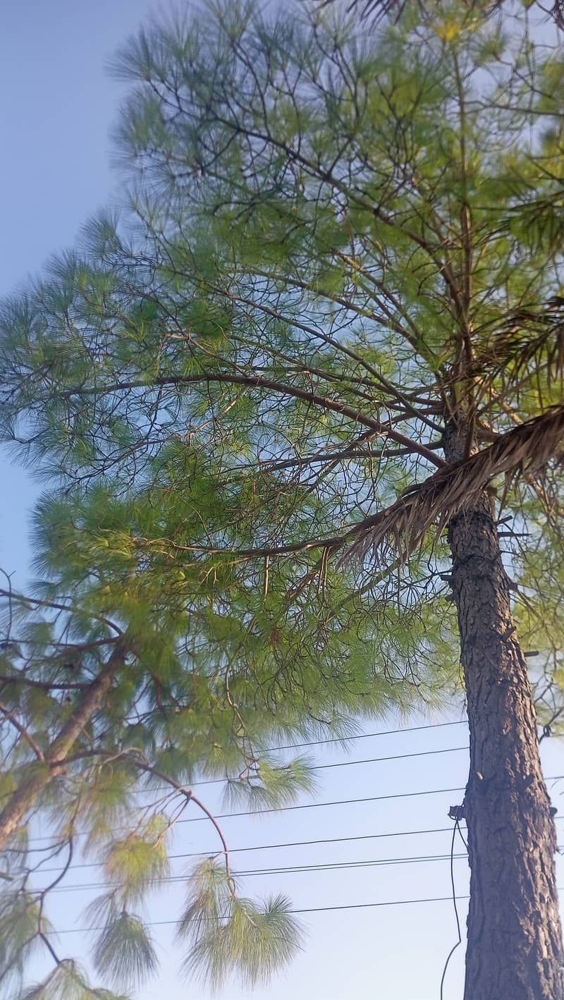 Pine trees / چیڑ کا درخت 6 2