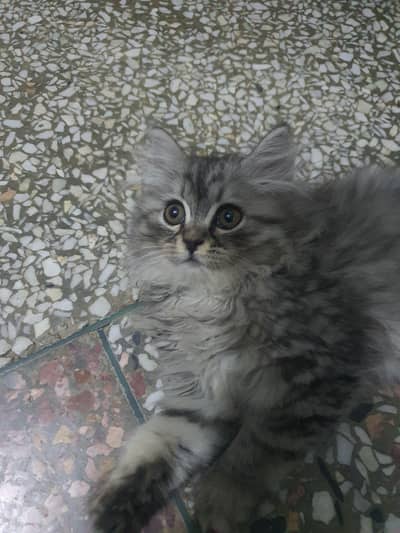 persion tripple coated female avaliable for sale