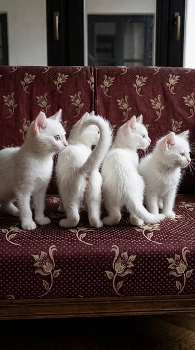 cat baby for sale