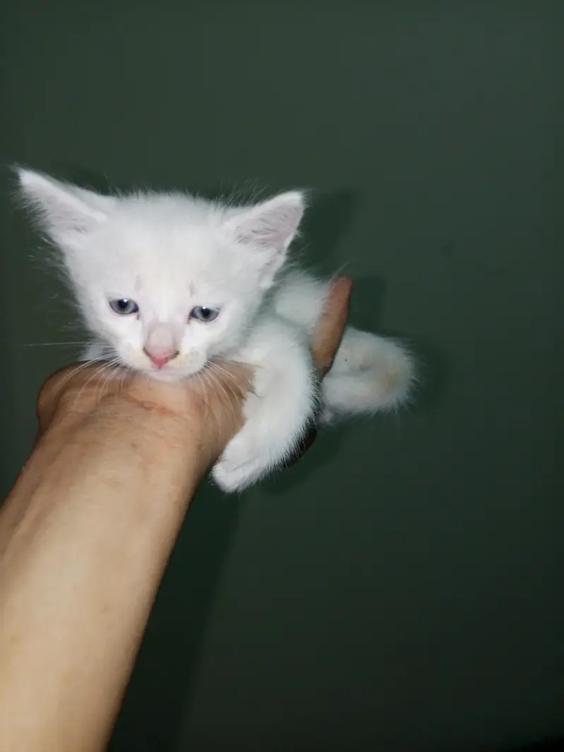 cat baby for sale — photo 2