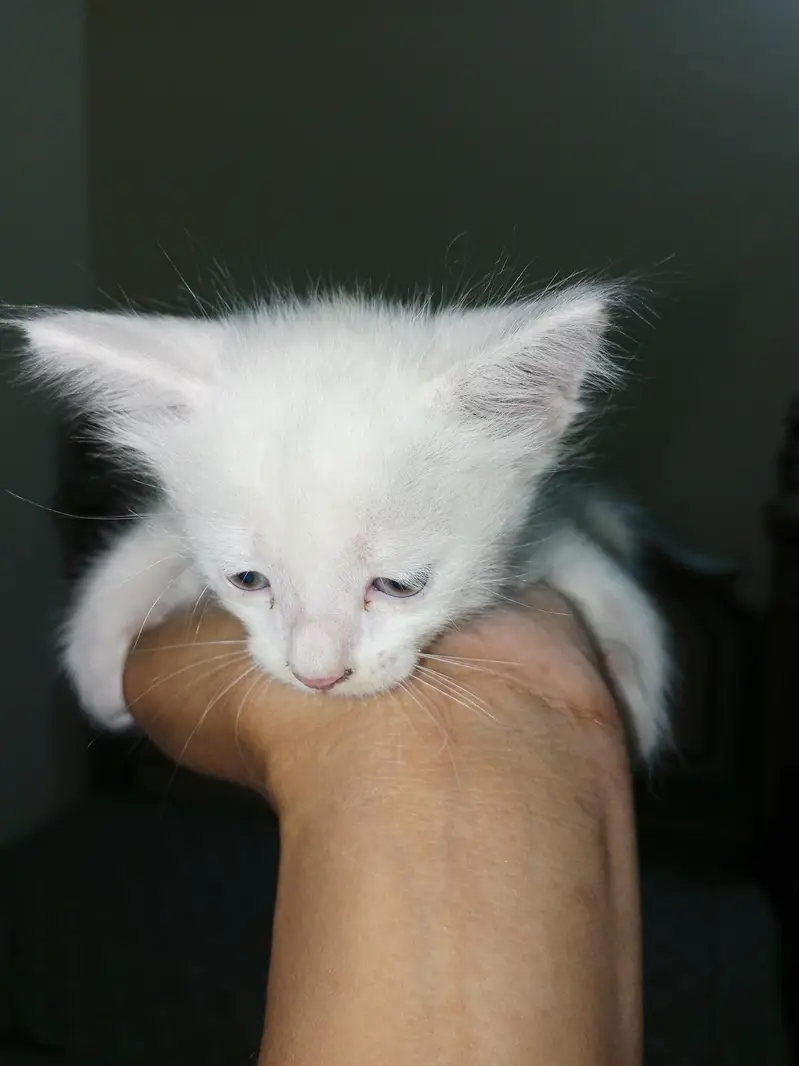 cat baby for sale — photo 3