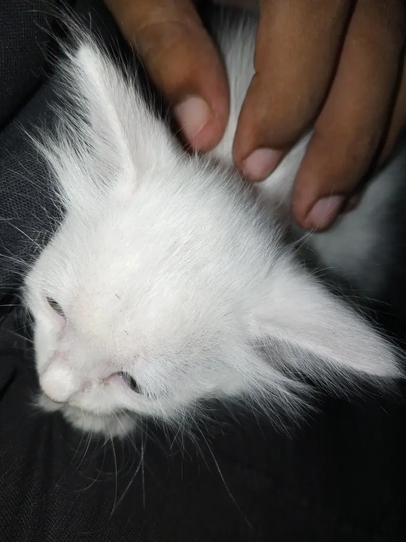cat baby for sale — photo 4
