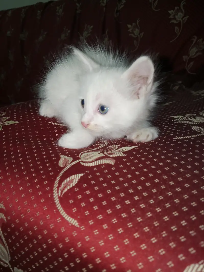 cat baby for sale — photo 5
