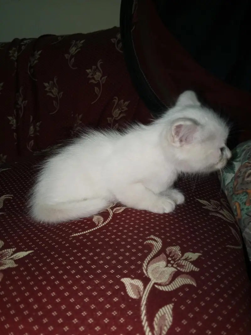cat baby for sale — photo 6