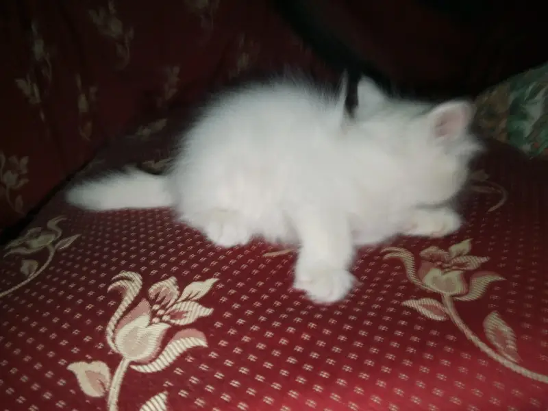cat baby for sale — photo 7