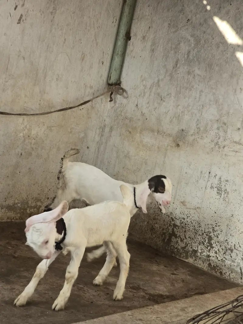 kamori pateri — photo 3