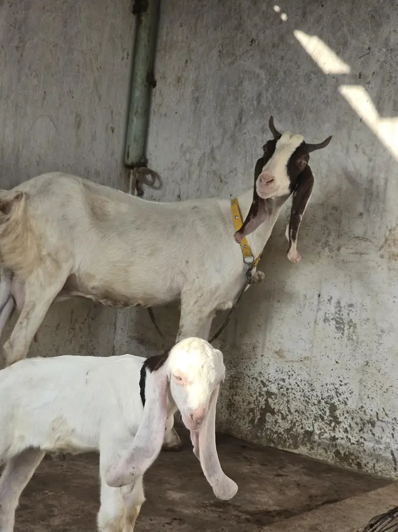 kamori pateri — photo 4