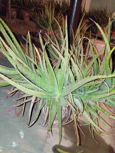 Aloevera plant