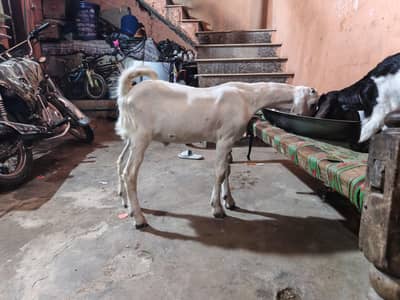 laylpuri white bakra