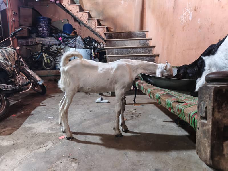 laylpuri white bakra 1