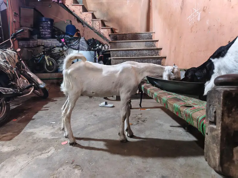 laylpuri white bakra — photo 2