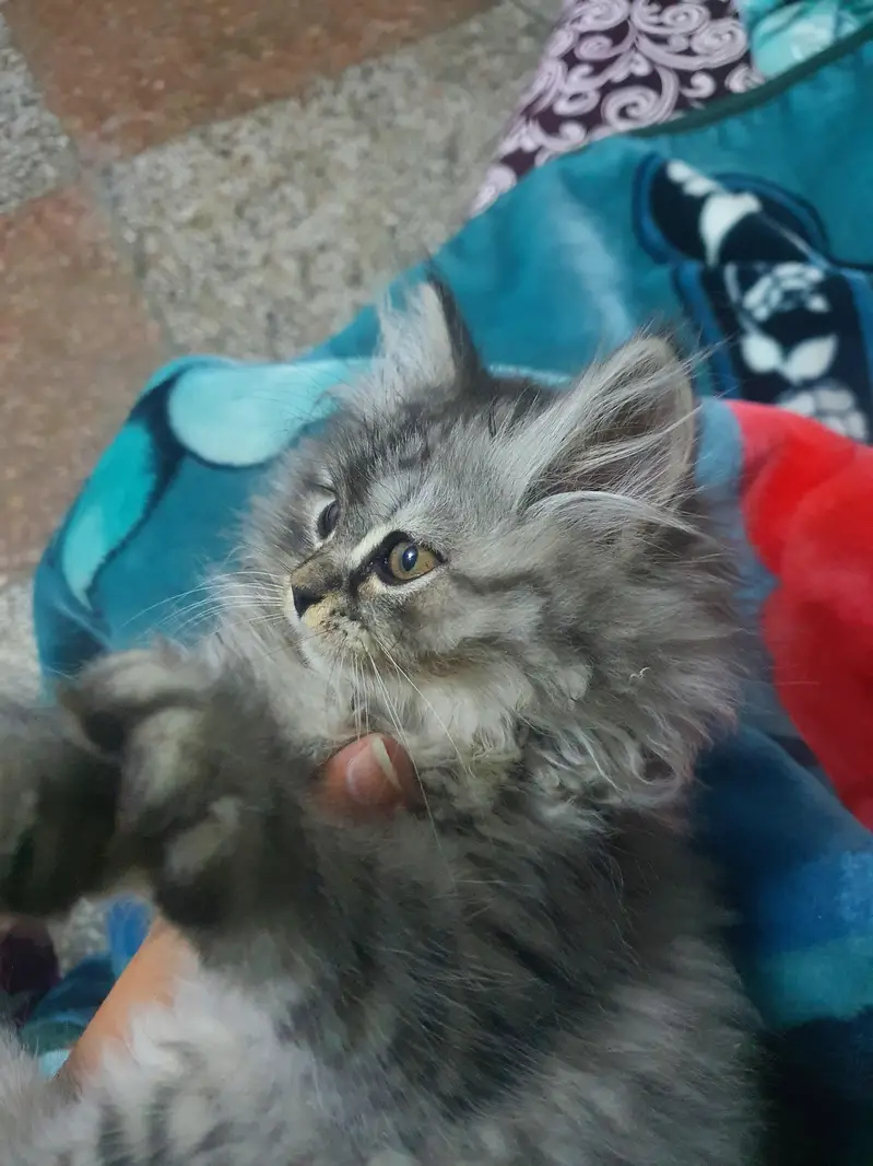 persion tripple coated female avaliable for sale — photo 2
