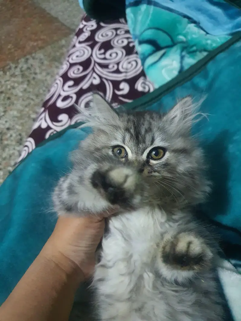 persion tripple coated female avaliable for sale — photo 3