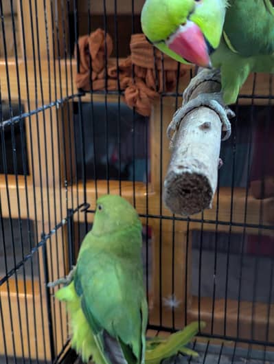 Green Parrot  Pair