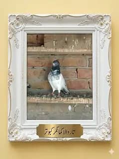 Super Fly Pigeons