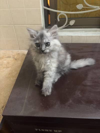 Beautiful 2-Month-Old Smokey Grey Persian Female Kitten for Sale