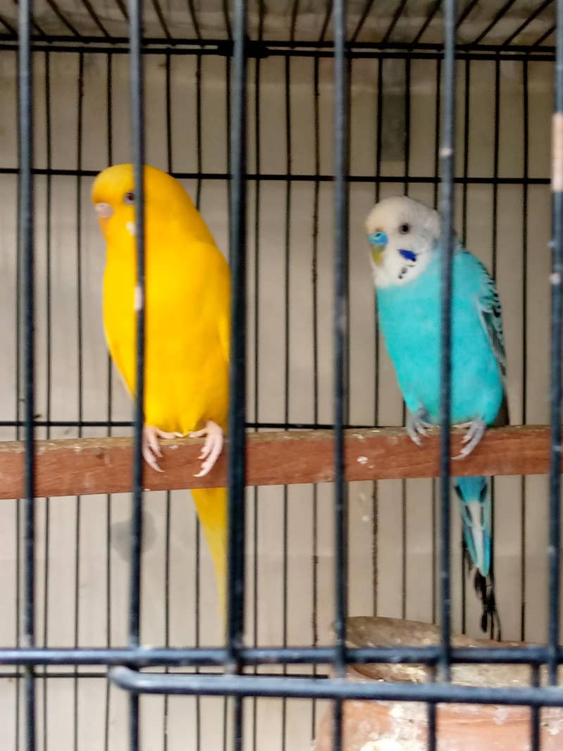 Lakha pair 4
