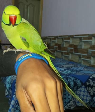 Best Parrot For sale