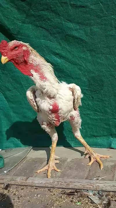 Aseel shamo high quality boht hi quality wali cheez ha paper white