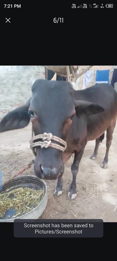 باۓ گبن ہے
