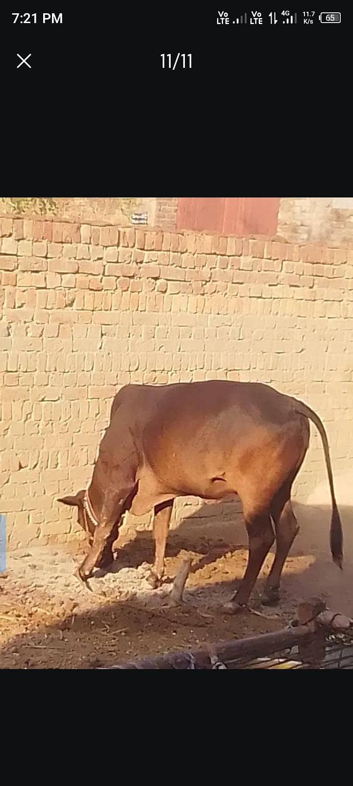 باۓ گبن ہے 1