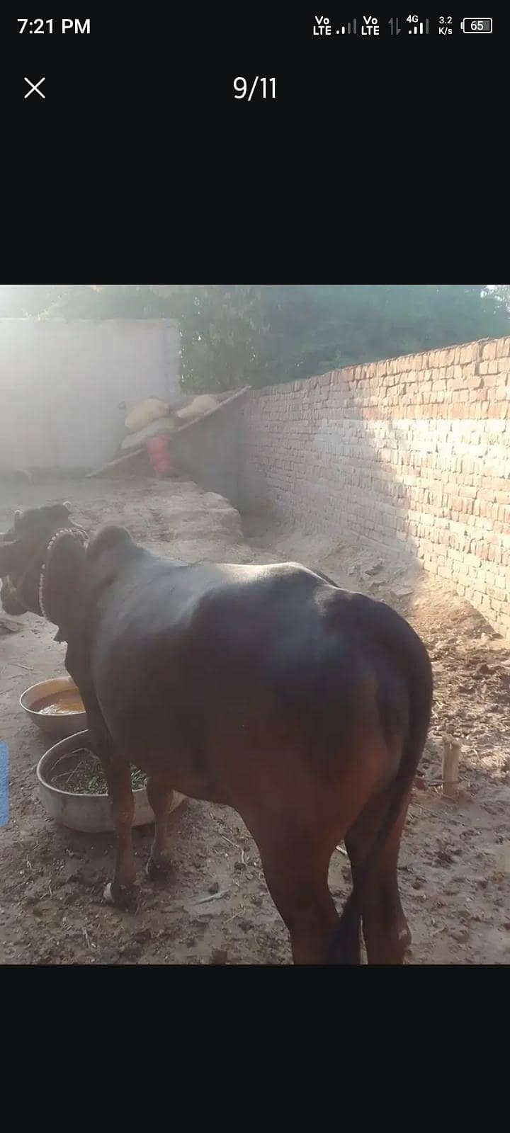 باۓ گبن ہے 4