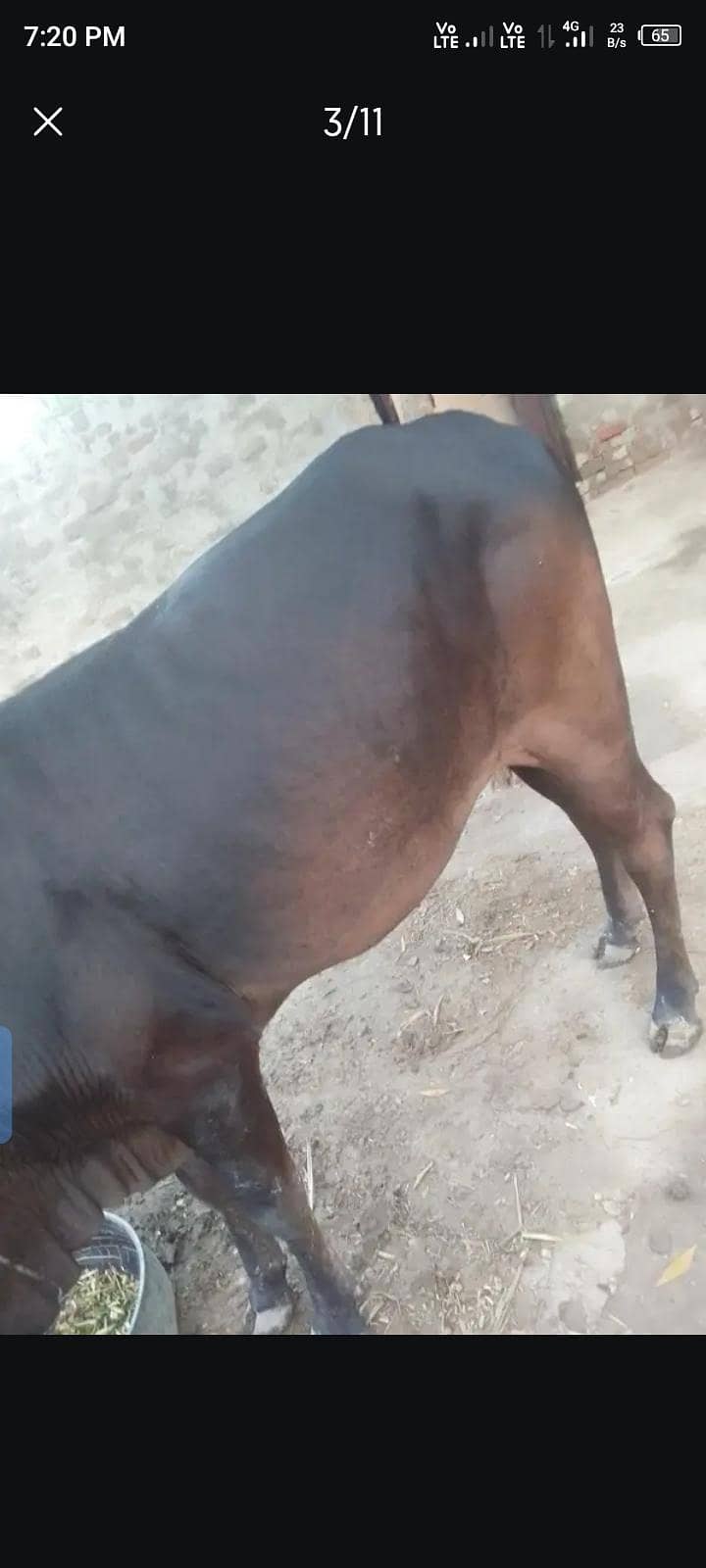 باۓ گبن ہے 6