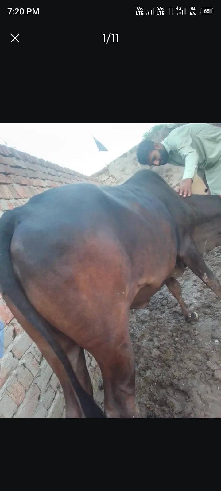 باۓ گبن ہے 7