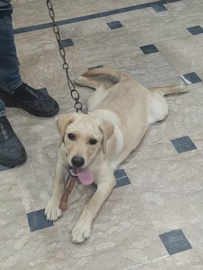 Labra female