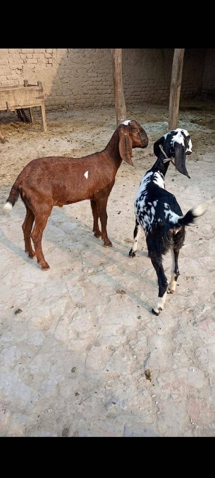 دو خوبصورت اور صحت مند بکریاں برائے فروخت 0