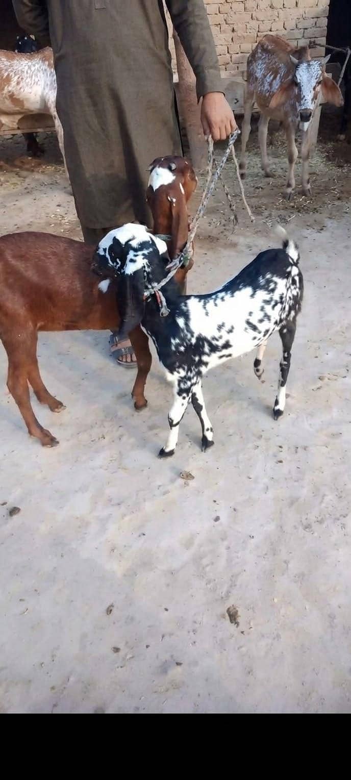 دو خوبصورت اور صحت مند بکریاں برائے فروخت 2