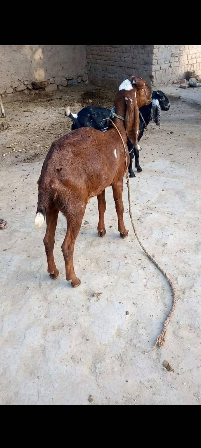 دو خوبصورت اور صحت مند بکریاں برائے فروخت 3