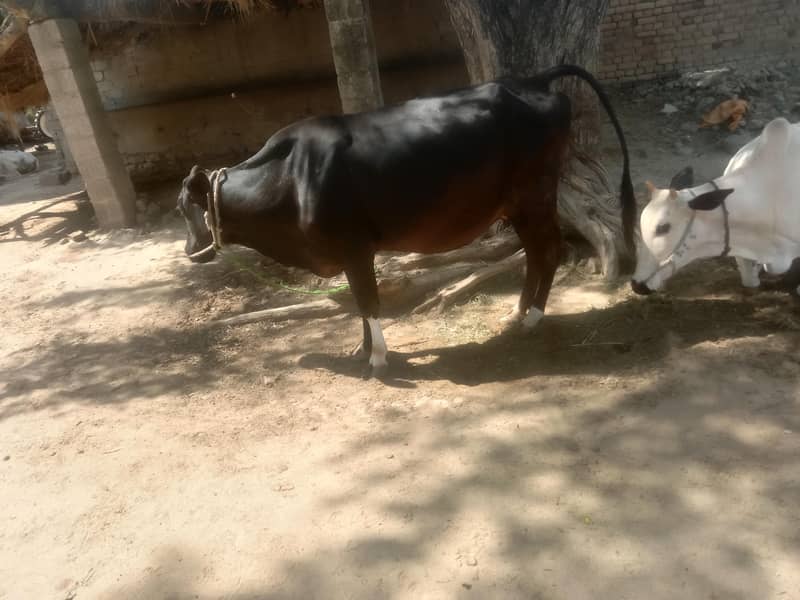 جرسی اور فتح جنگی دونوں گائے  تیار ہیں 0