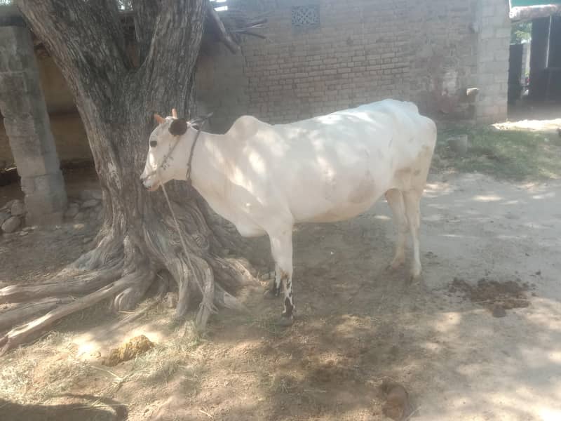 جرسی اور فتح جنگی دونوں گائے  تیار ہیں 1