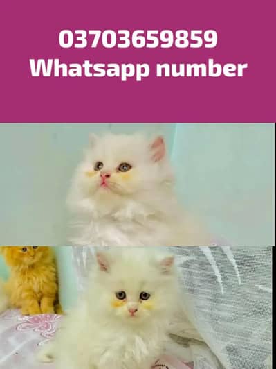 Persian Female kitten for sale