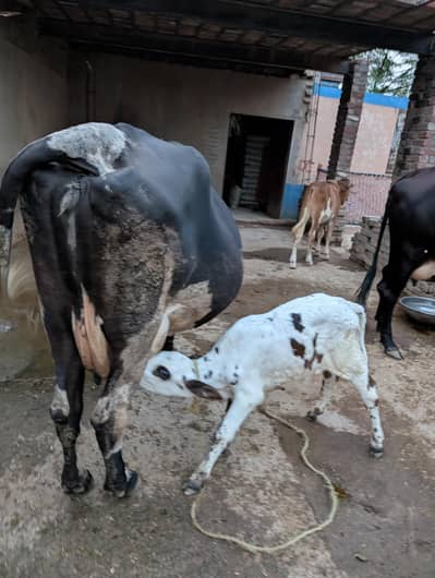 Friesian cow
