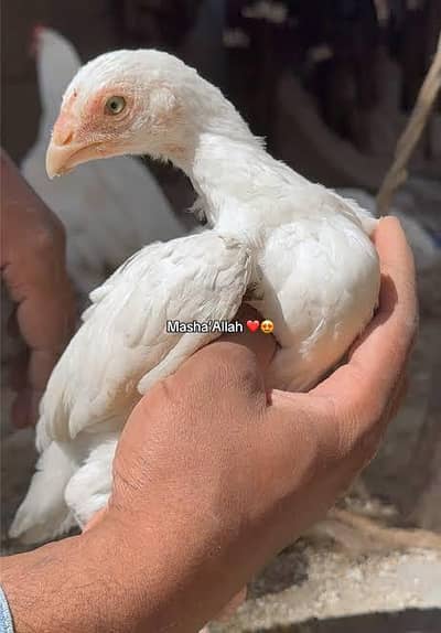 heera hen