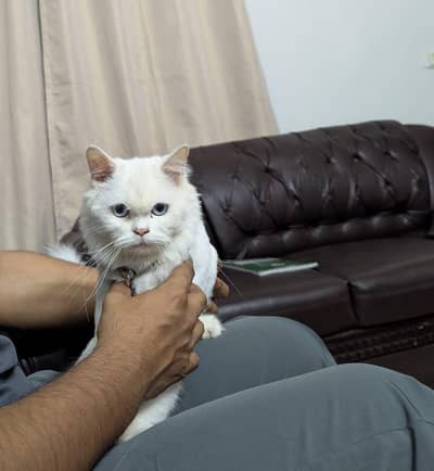 Snow White Persian Female