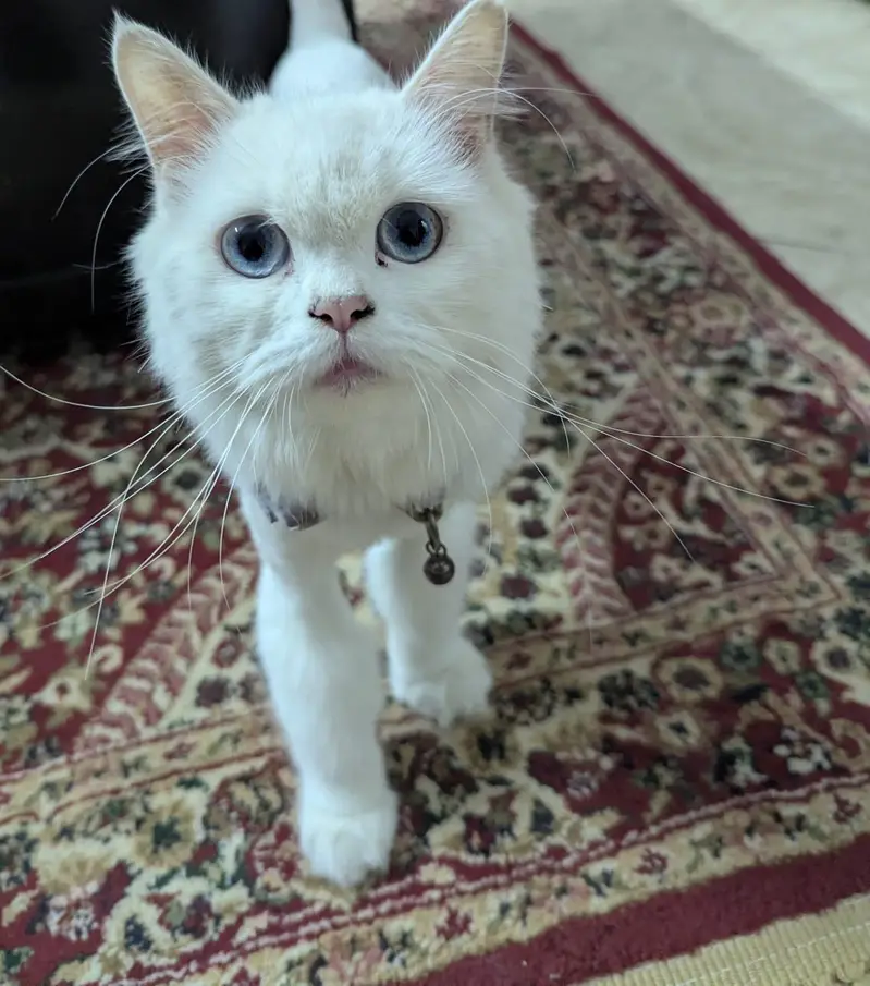 Snow White Persian Female — photo 2