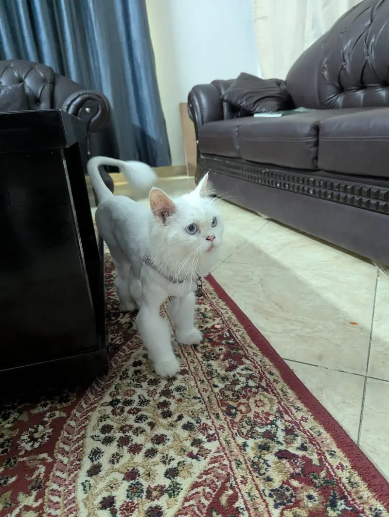 Snow White Persian Female — photo 3