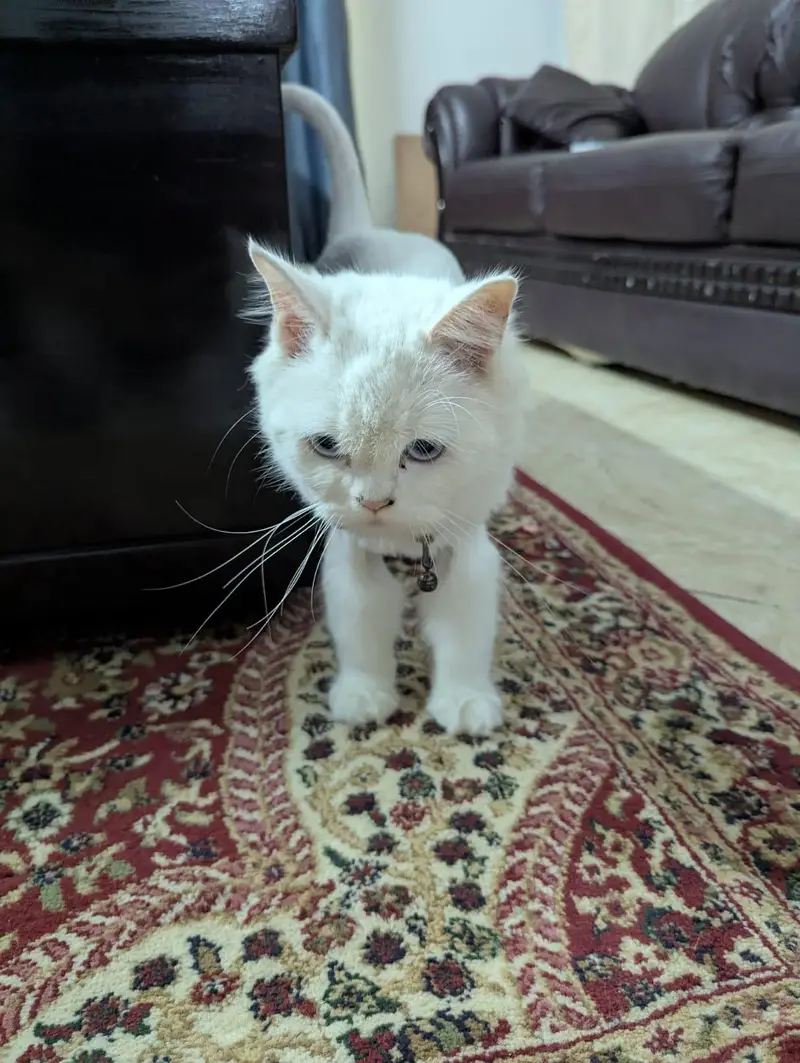 Snow White Persian Female — photo 4
