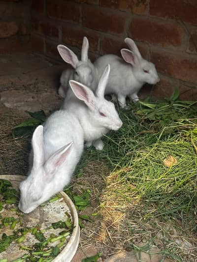 male or fimale dono ha x kiya ha in ke bache bi ha 4