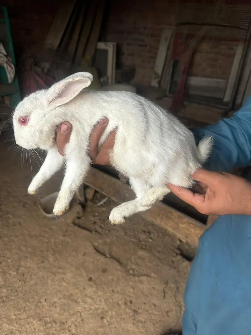 male or fimale dono ha x kiya ha in ke bache bi ha 4 — photo 3
