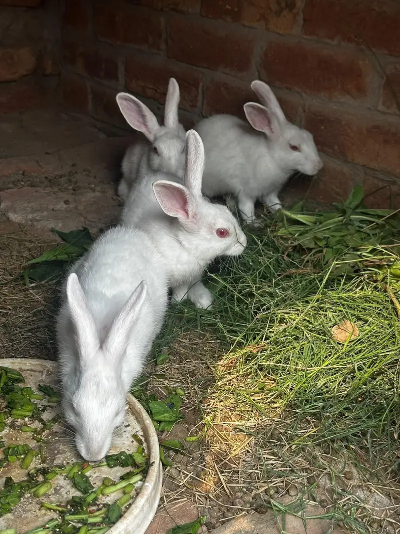 male or fimale dono ha x kiya ha in ke bache bi ha 4 — photo 5