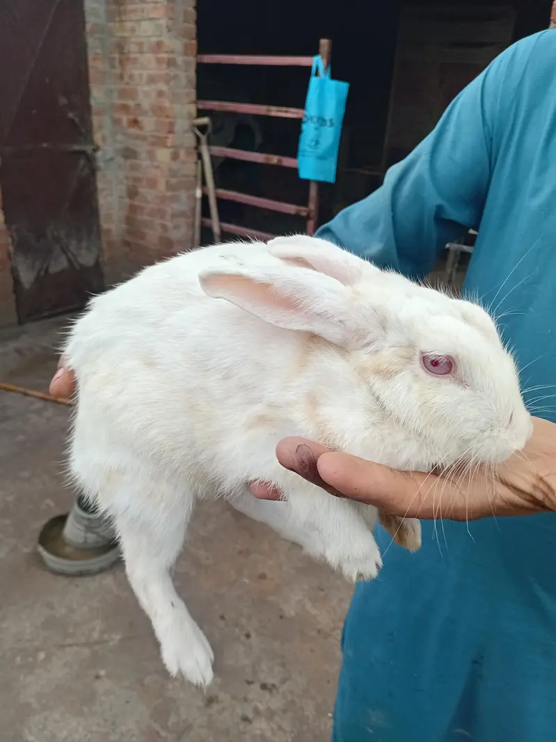 male or fimale dono ha x kiya ha in ke bache bi ha 4 — photo 6