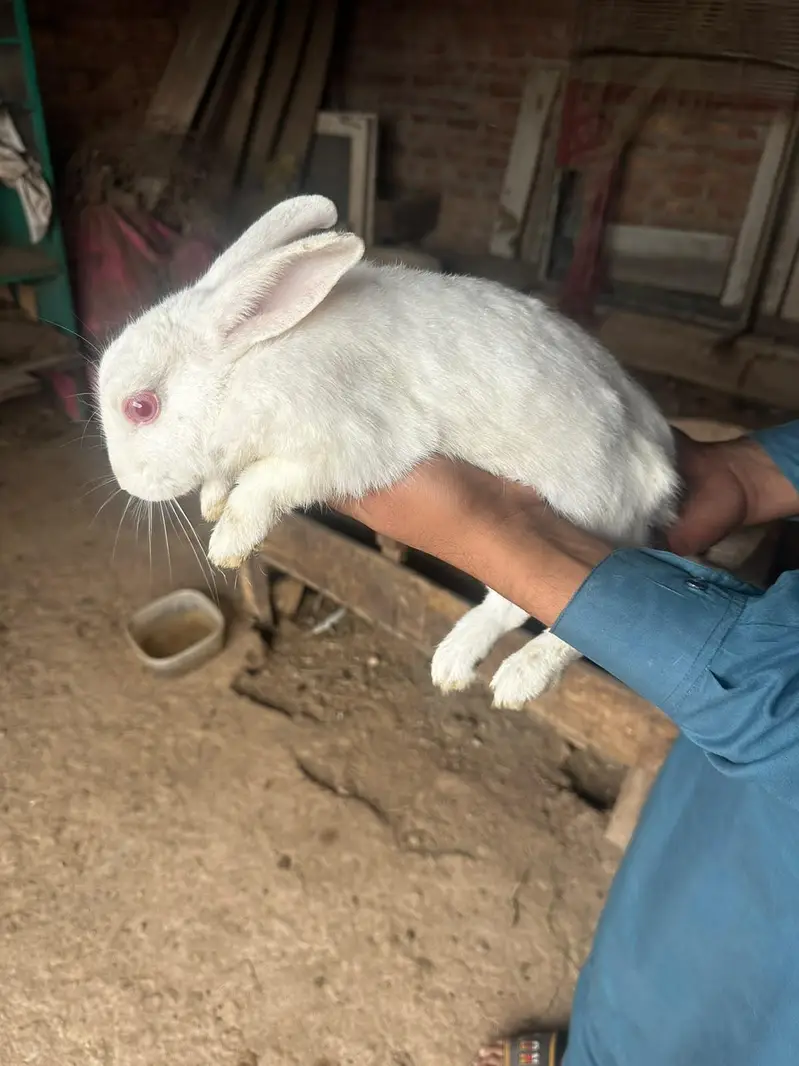 male or fimale dono ha x kiya ha in ke bache bi ha 4 — photo 7
