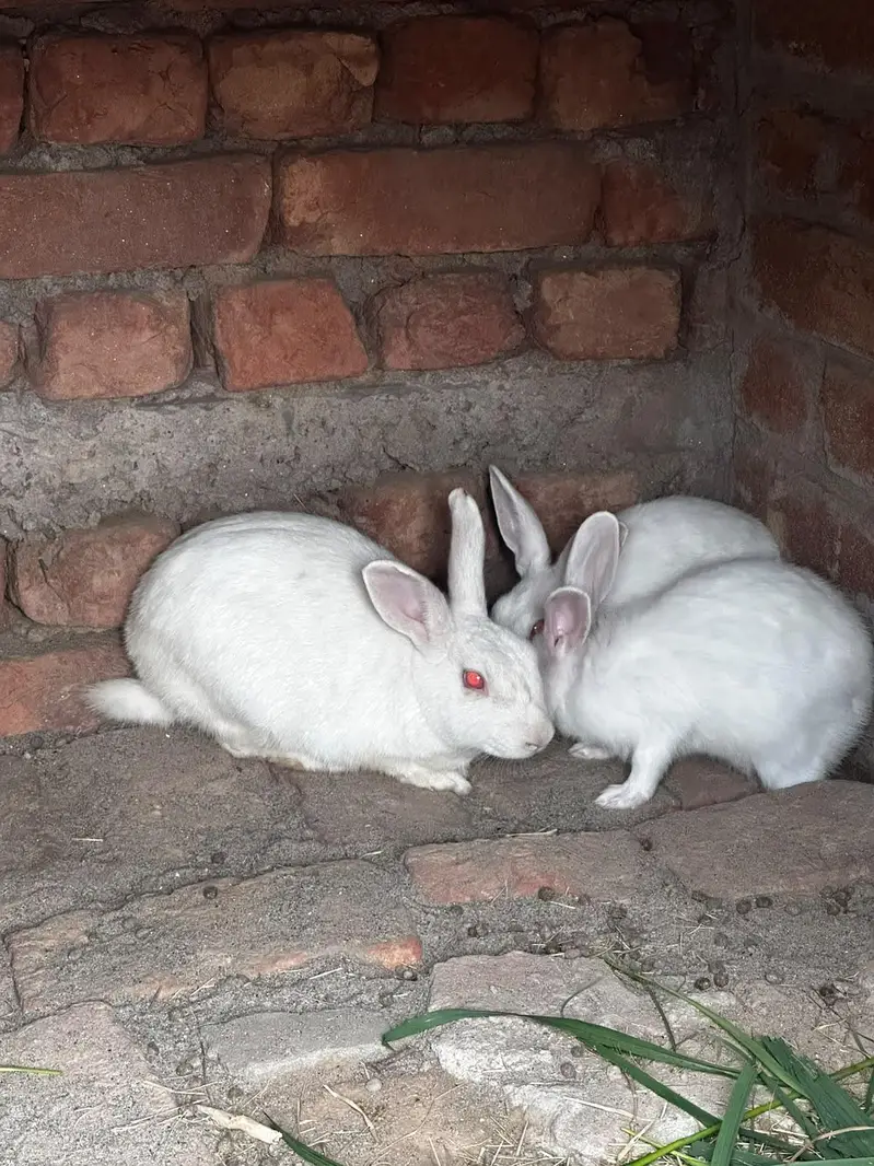 male or fimale dono ha x kiya ha in ke bache bi ha 4 — photo 8